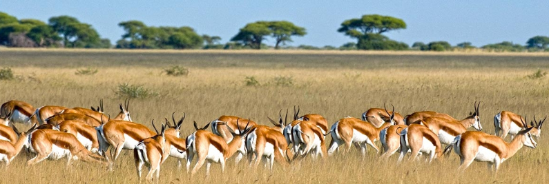 Nairobi National Park + Maasai Mara combo 2026